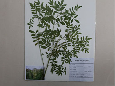 植物臘葉標(biāo)本